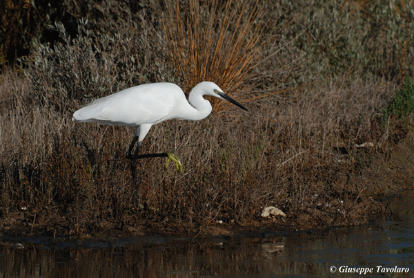 Garzetta - Egretta garzetta